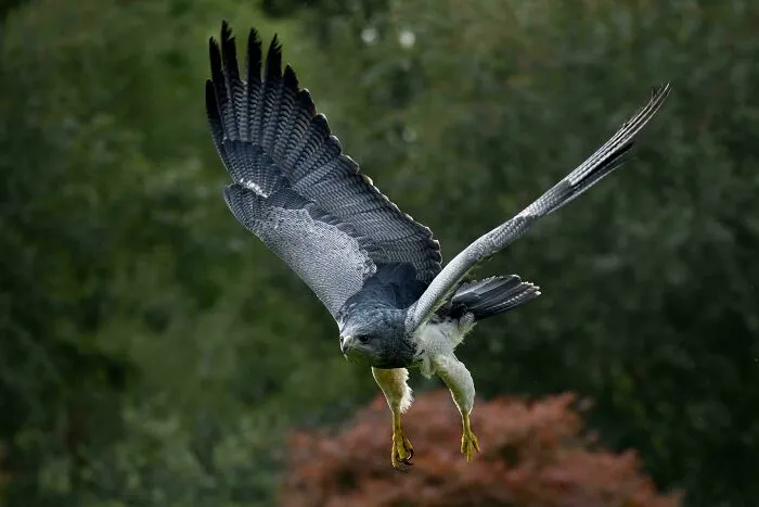 Chilean Blue Eagle