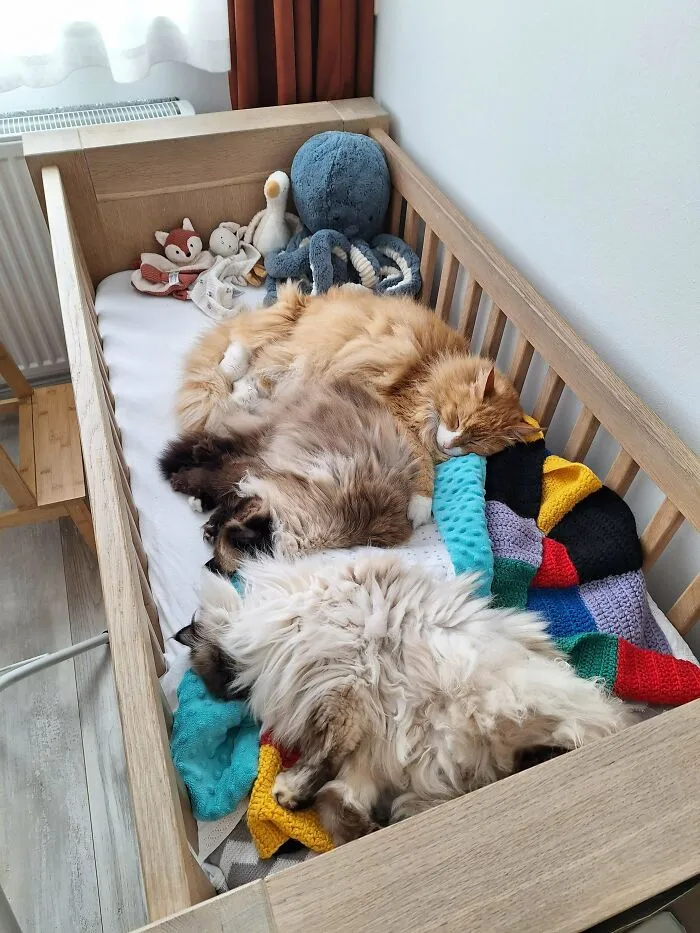 Three fluffy cats sleeping together in a crib, featured in wholesome animal pics.