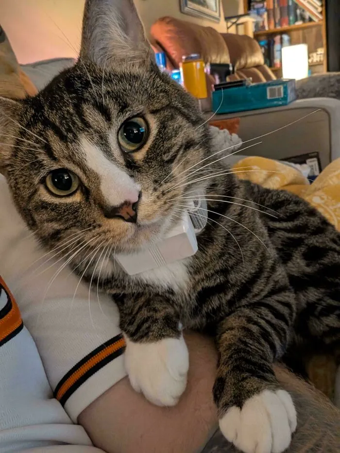 Curious tabby cat looking at the camera in a wholesome animal pics moment.