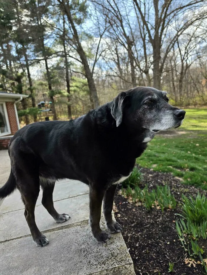 Senior black dog standing outdoors in a garden, capturing wholesome animal pics.