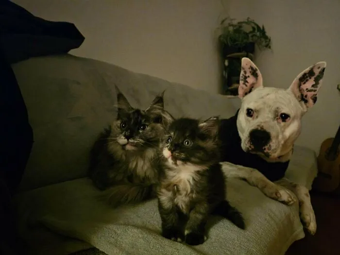Wholesome animal pics of two fluffy cats and a white dog sitting together on a couch looking attentive.