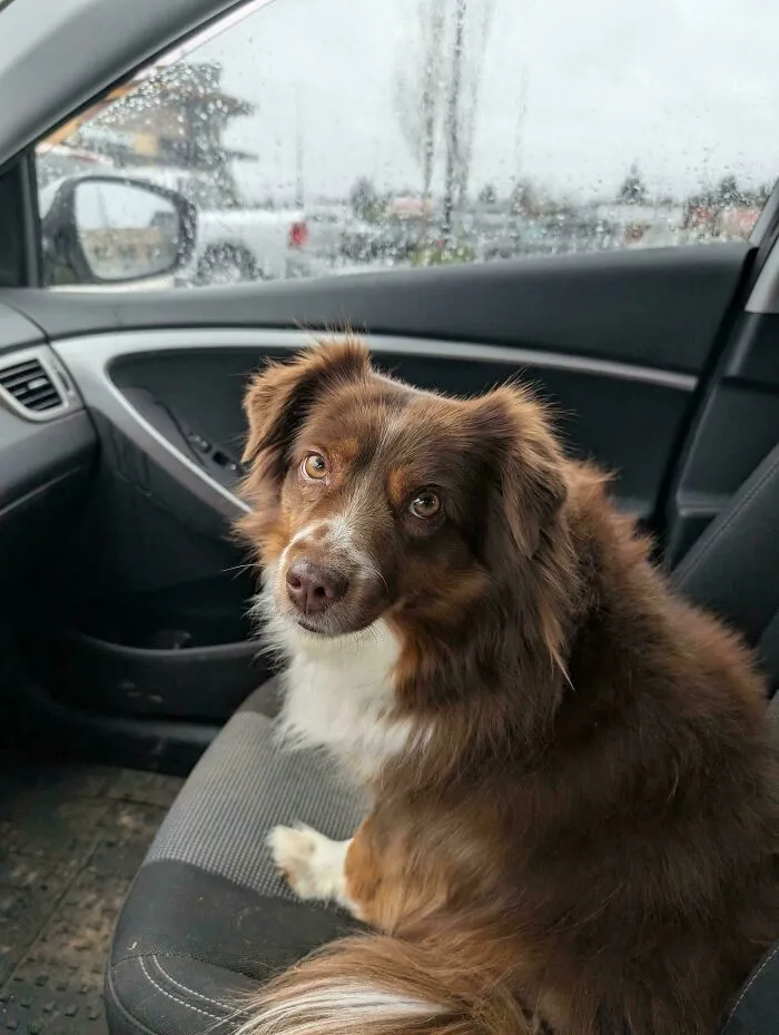 Wholesome animal pics of a brown and white Australian Shepherd sitting in the passenger seat of a car.