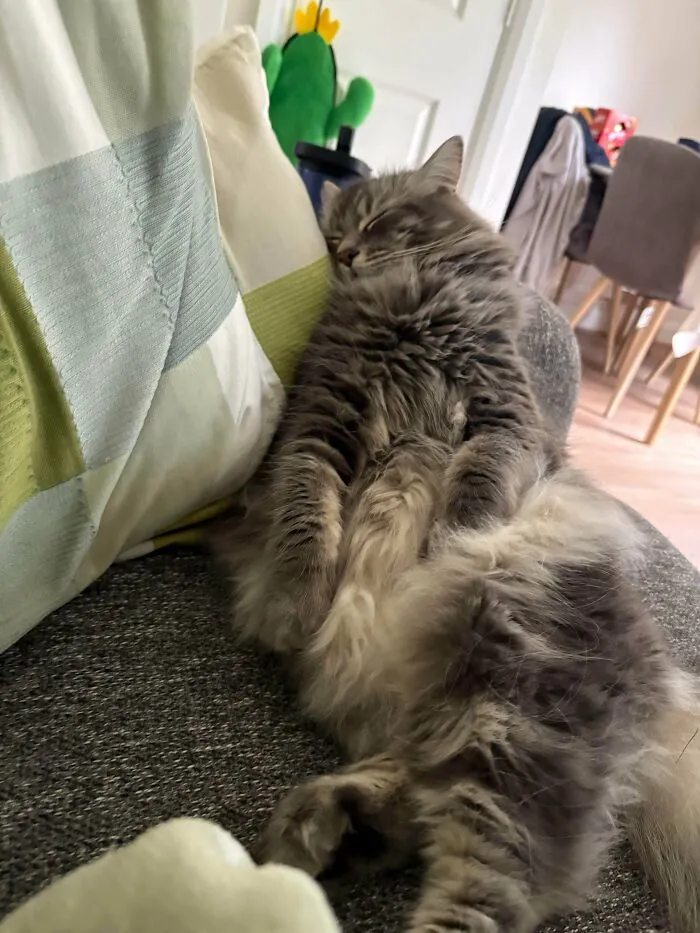 Wholesome animal pics showing a fluffy grey cat sleeping soundly upright on a couch against a pillow.
