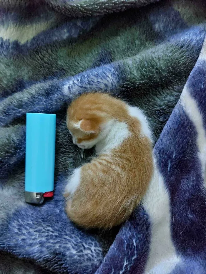 Wholesome animal pics of a tiny orange kitten curled up sleeping next to a blue lighter for size comparison.