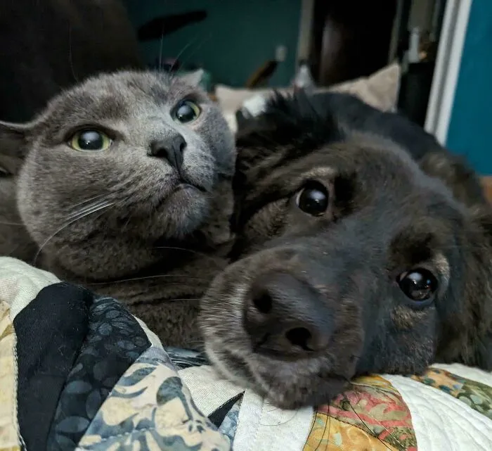 Wholesome animal pics of a grey cat and black dog cuddling together