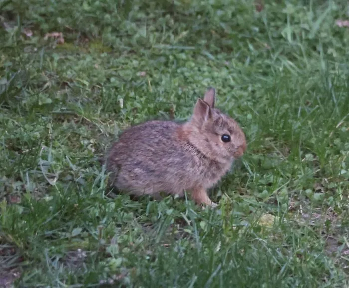 Tiny baby rabbit sitting in green grass captured in wholesome animal pics