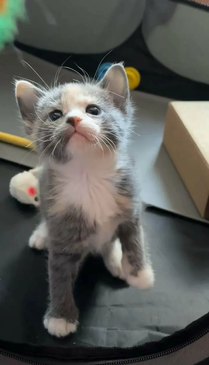 Adorable calico kitten looking up in one of the wholesome animal pics