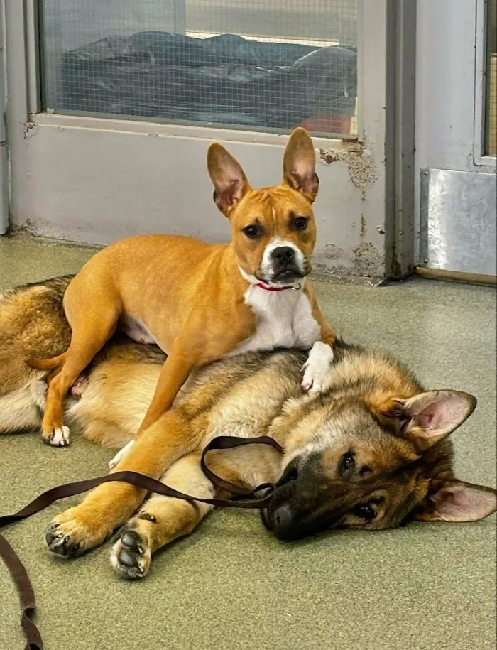 Wholesome animal pics of a small dog sitting comfortably on top of a larger German Shepherd