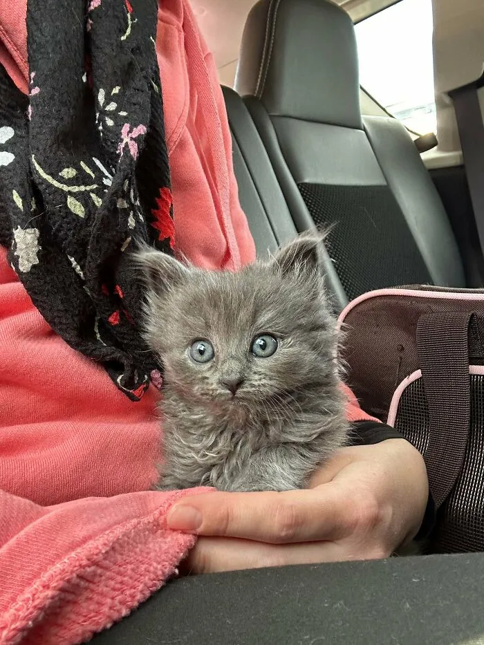 Wholesome animal pics showing a cute fluffy grey kitten being held safely in a car