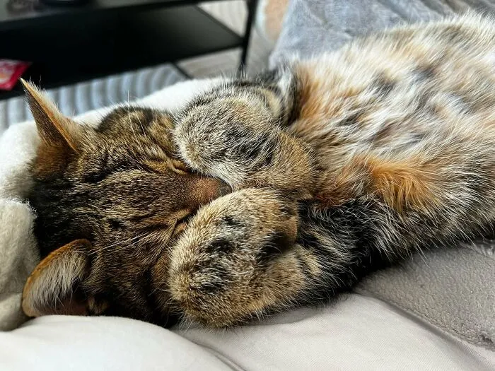 Wholesome animal pics of a sleepy tabby cat covering its face with its paws