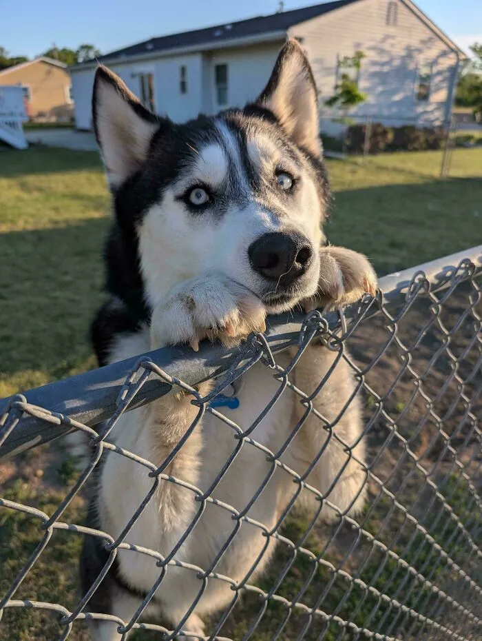 Wholesome animal pics feature a playful husky leaning over a chain-link fence outdoors