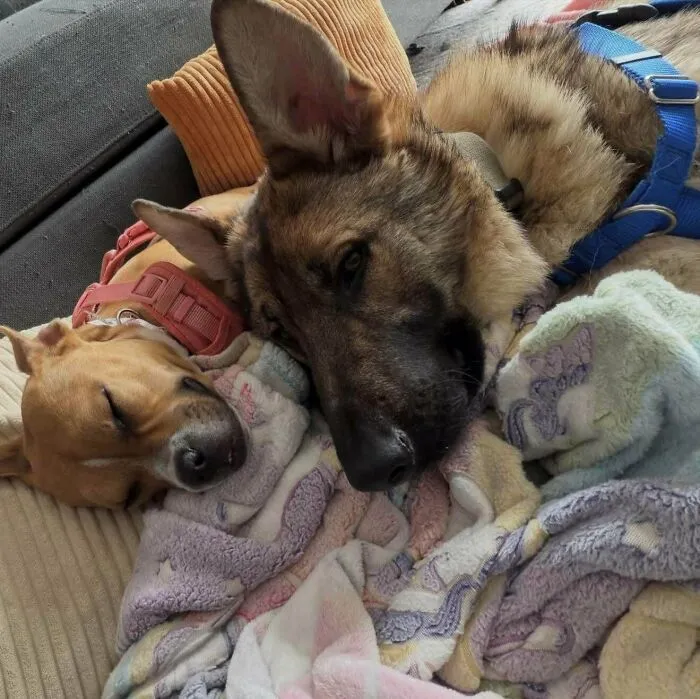 Two cute dogs sleeping together under cozy blankets, a wholesome animal pic.
