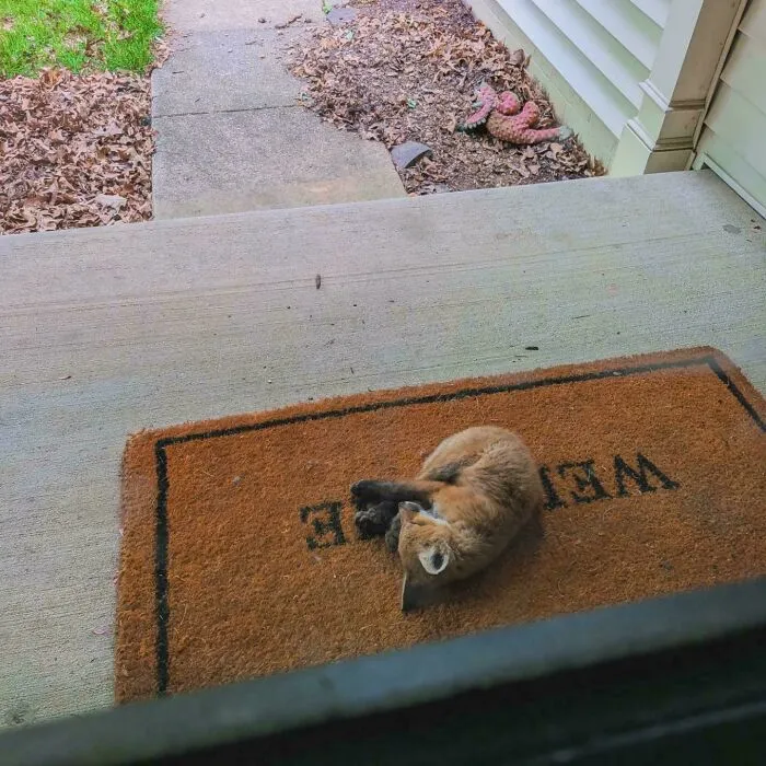 Wholesome animal pic of a tiny fox cub sleeping curled up on a welcome doormat.