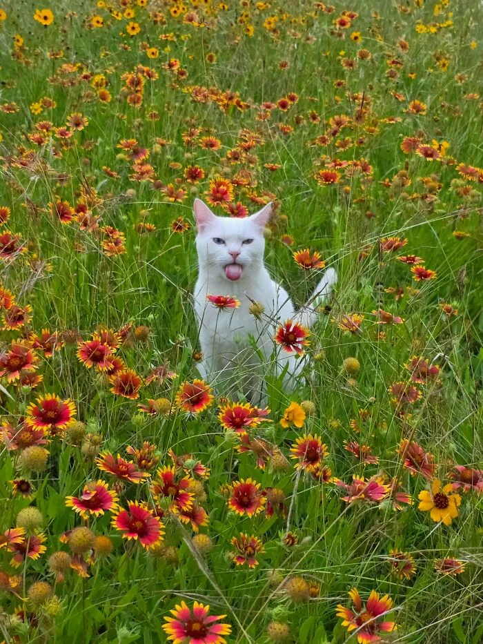 Wholesome animal pic of a white cat sticking its tongue out in a field of wildflowers.
