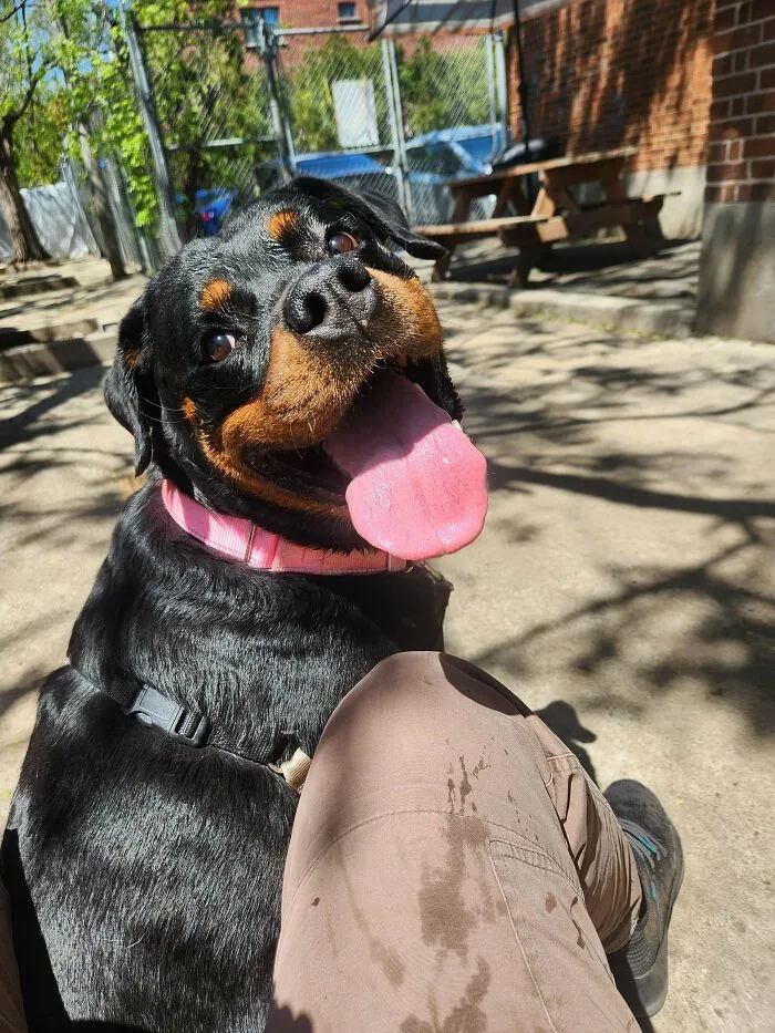 Happy Rottweiler panting happily outdoors, a wholesome animal pic.