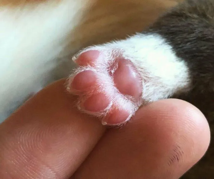 Wholesome animal pics featuring a tiny kitten paw with soft pink toe beans