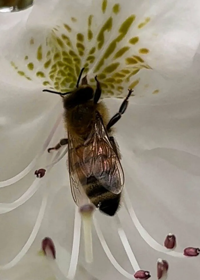 Close-up of a honeybee pollinating a white flower for wholesome animal pics