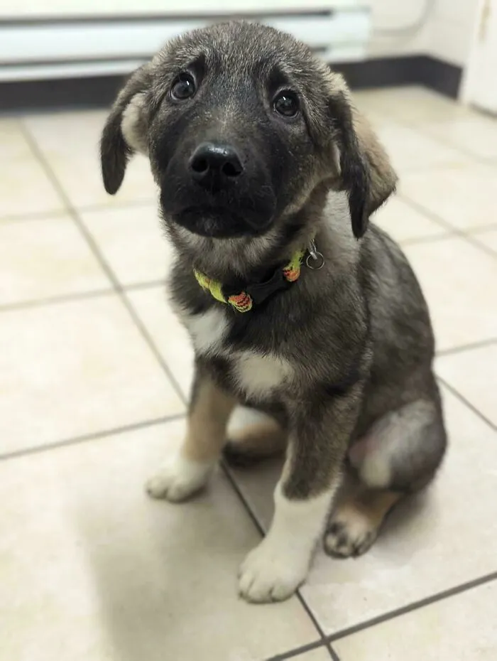 Wholesome animal pics featuring a cute puppy sitting on a tiled floor looking up