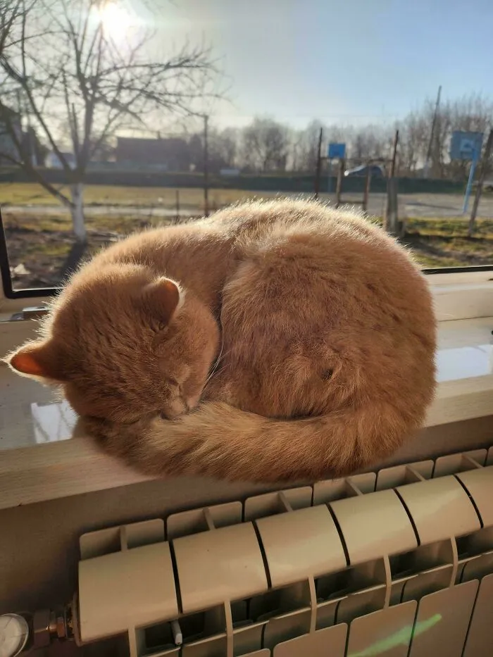 Wholesome animal pics of an orange cat curled up sleeping peacefully on a windowsill near a radiator