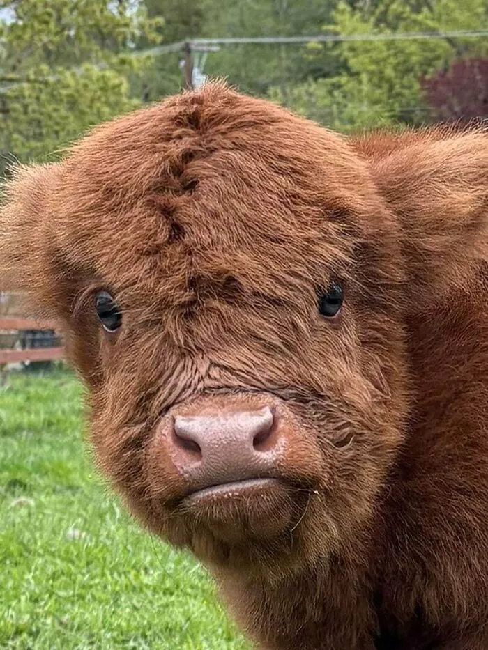 Wholesome animal pics showing a close-up of a shaggy brown highland calf looking forward