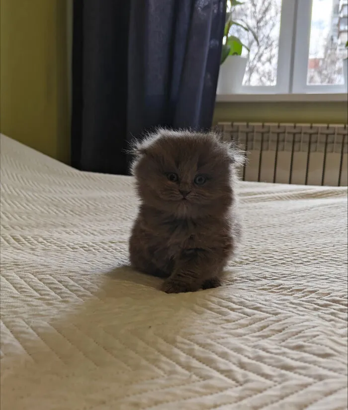 Wholesome animal pics of a tiny fluffy gray kitten sitting upright on a bedspread