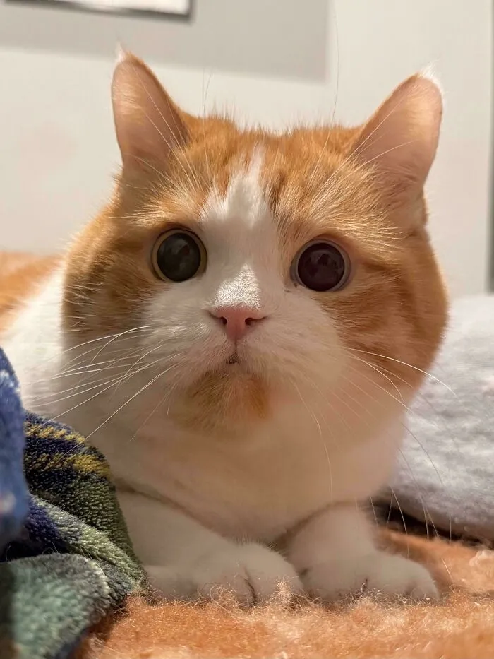 Wholesome animal pics featuring a close-up of a cute orange and white cat looking wide-eyed at the camera