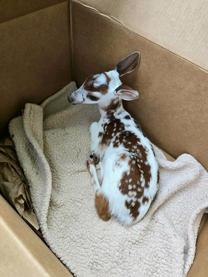 Wholesome animal pics of a tiny piebald fawn resting inside a cardboard box