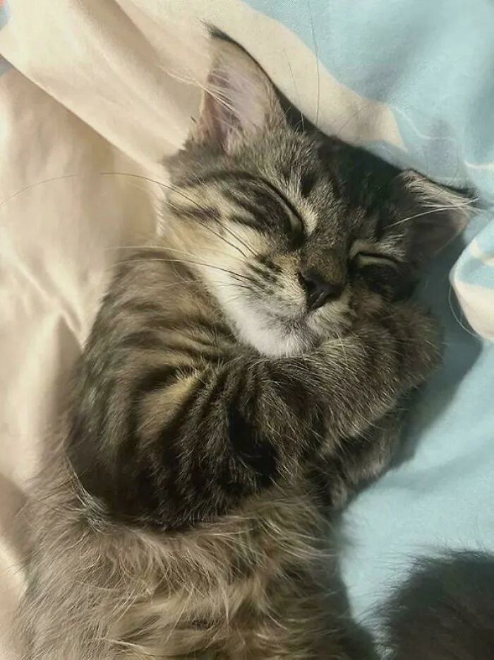 Wholesome animal pics of a tiny tabby kitten sleeping peacefully on a blanket