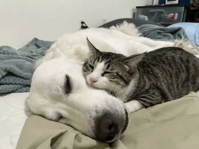 Wholesome animal pics showing a cat cuddling with a large white dog on a bed