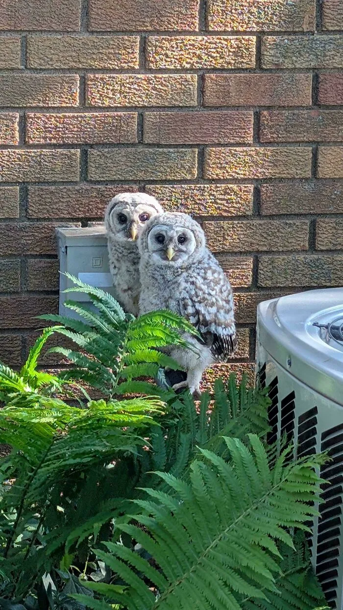 Wholesome animal pics featuring two cute baby owls resting by a brick wall