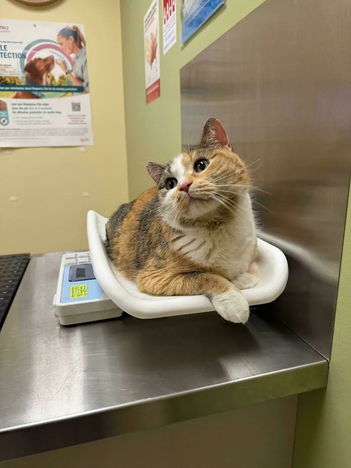 Sweet calico cat resting comfortably on a scale at the vet in wholesome animal pics.
