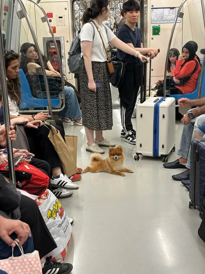 Small fluffy dog sitting politely on the floor of a subway train among wholesome animal pics.
