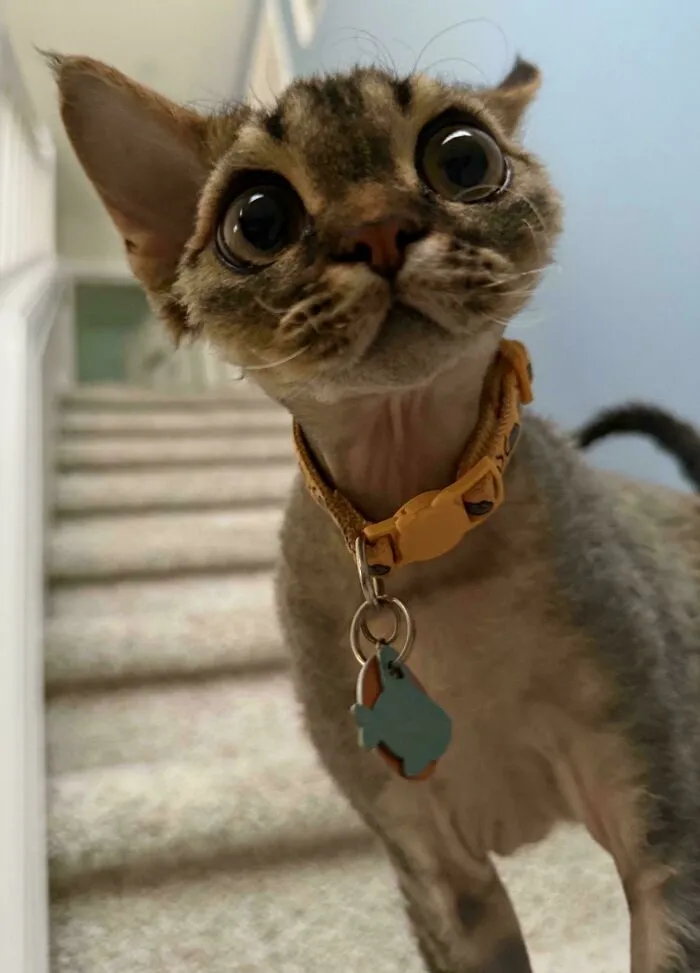 Cute short-haired cat wearing a collar looking up with wide eyes in wholesome animal pics.