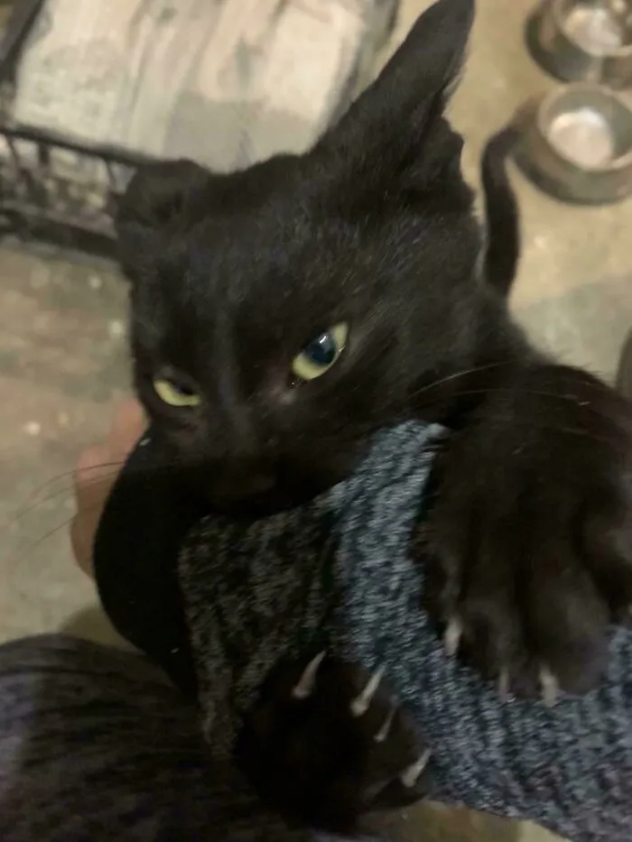 Playful black cat playfully biting an arm, featured in a collection of wholesome animal pics.