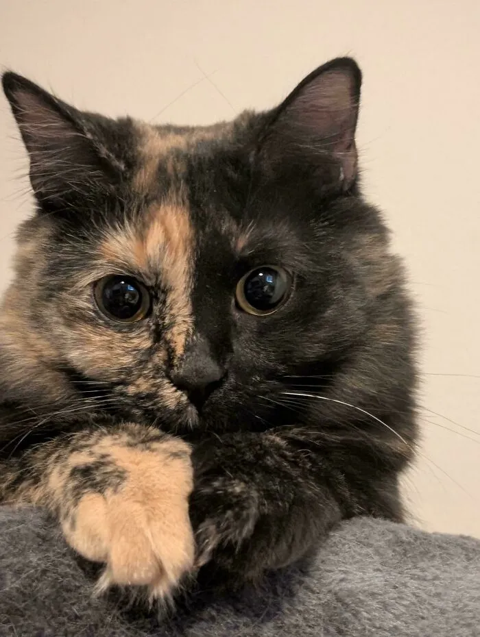 A close-up of a tortoiseshell cat with big round eyes as part of wholesome animal pics collection.