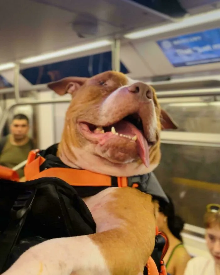 Cute happy pit bull dog sitting in a harness on a subway train, featured in wholesome animal pics
