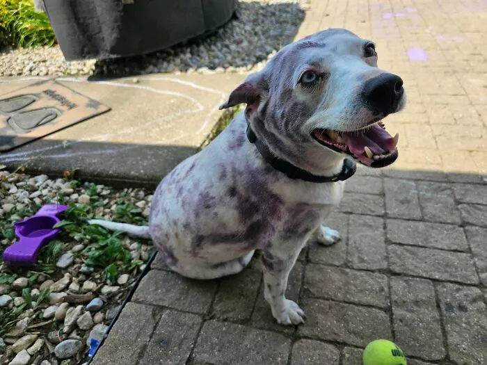 Happy speckled dog sitting outdoors smiling near a green ball, featured in wholesome animal pics