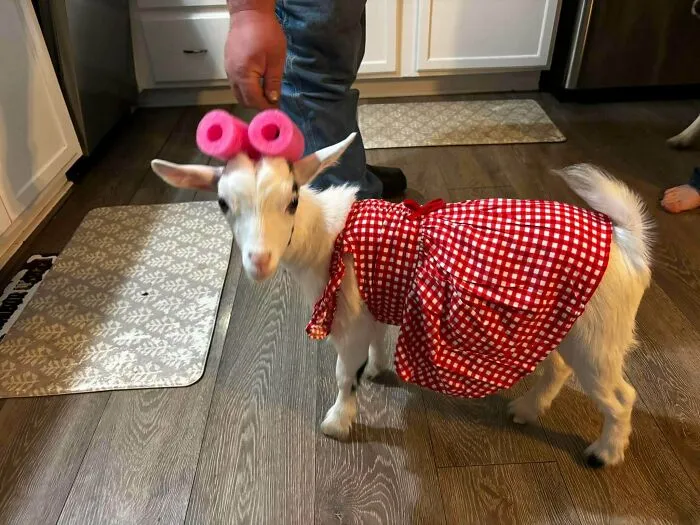 Cute baby goat wearing a red checkered dress and pink pool noodles on horns, featured in wholesome animal pics.