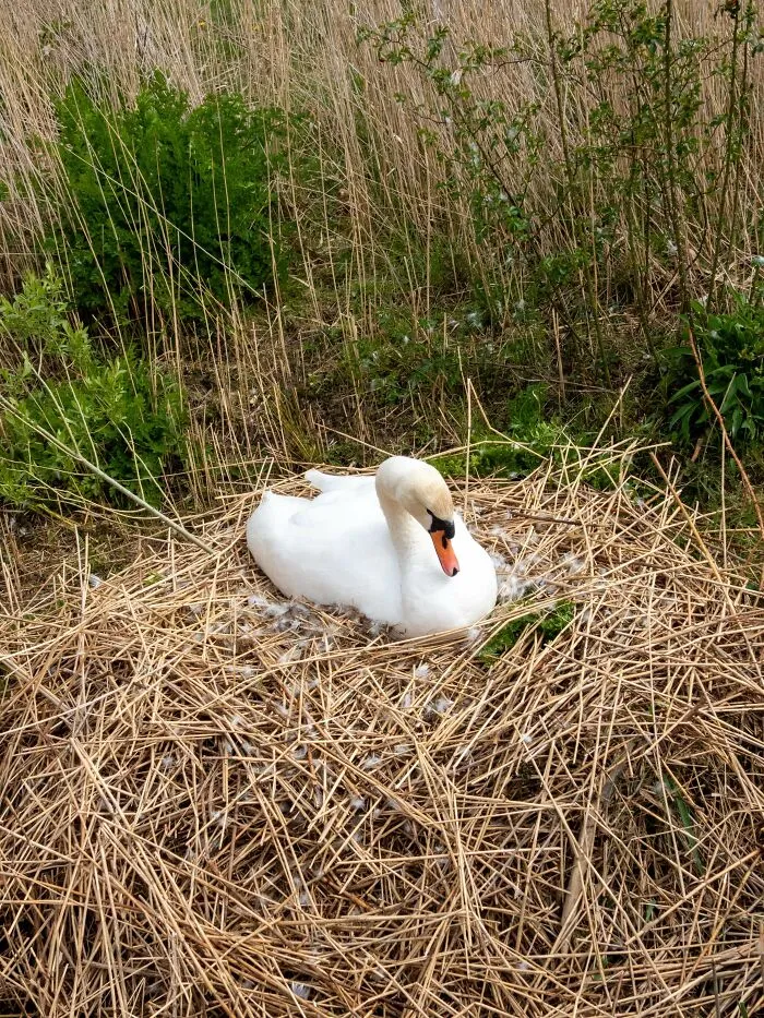 Graceful white swan sitting calmly on a straw nest in wholesome animal pics