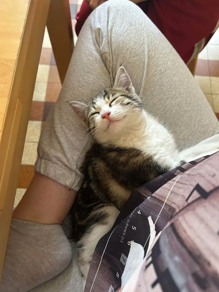 Cute tabby kitten sleeping peacefully on a person's lap in wholesome animal pics