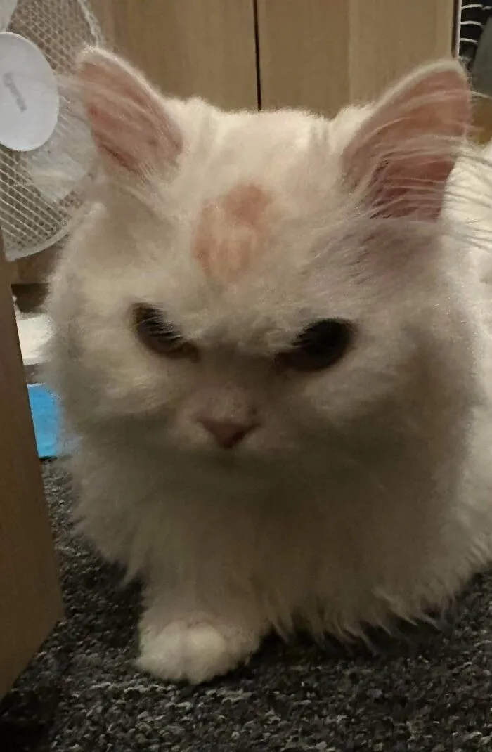 Fluffy white cat with a lipstick mark on its head featured in wholesome animal pics
