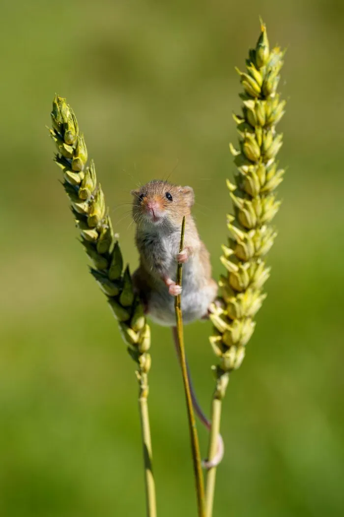 Tiny harvest mouse balancing between two stalks of wheat in wholesome animal pics
