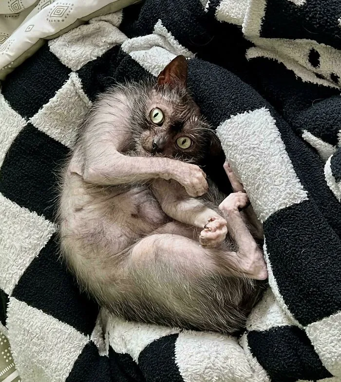Unique hairless Lykoi cat curled up on a checkered blanket in wholesome animal pics