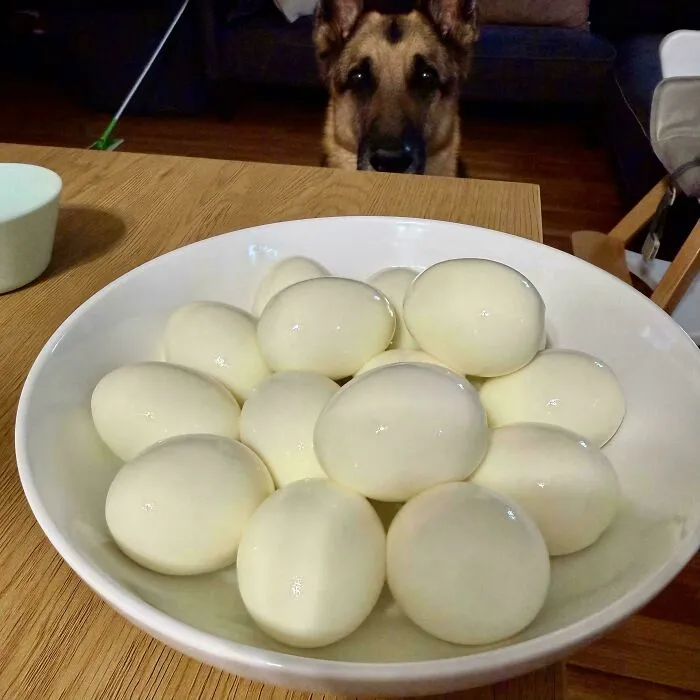 I Made Hard Boiled Eggs That Peeled Perfectly. I’ve Peaked As An Adult