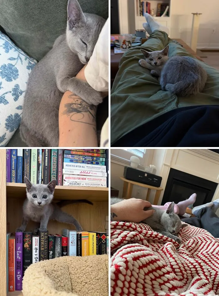 First-Time Cat Owners. We Feel Like We Struck The Lottery With Our Boy, Gus