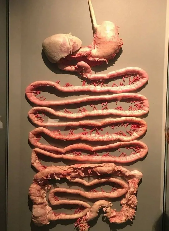 Este es el tracto gastrointestinal, también llamado tracto digestivo o canal alimentario.