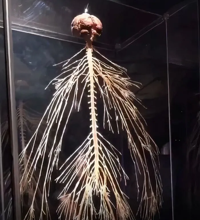 Un sistema nervioso humano completamente intacto