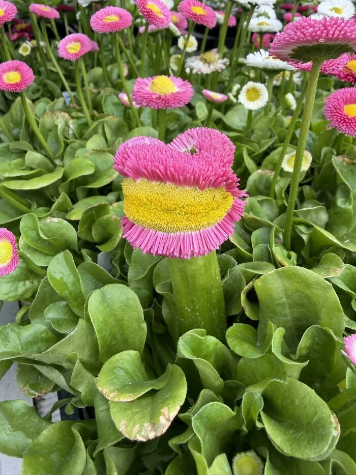 Saw This At My Local Nursery