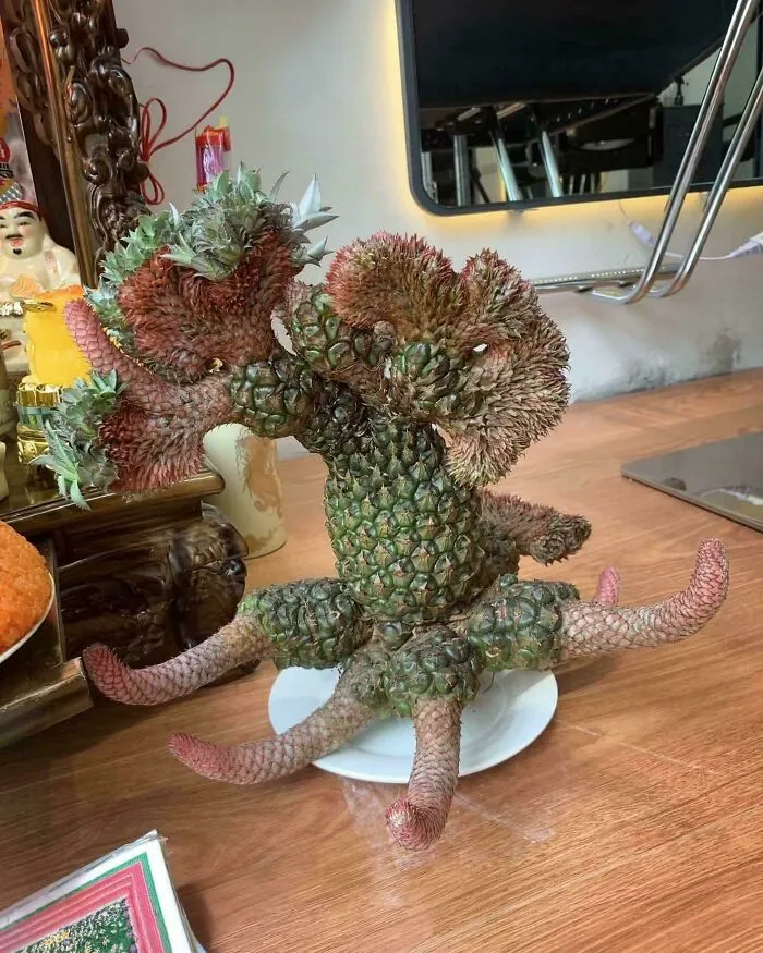Pineapple With Fasciation