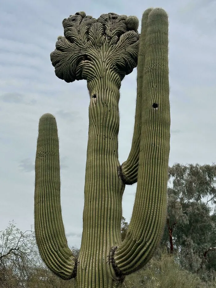 Best Fasciation I’ve Ever Seen